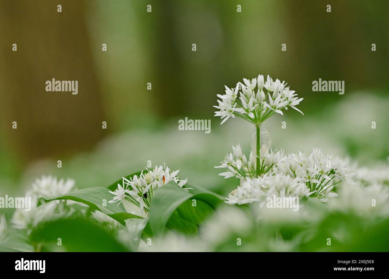 Bel primo piano di allium ursinum Foto Stock