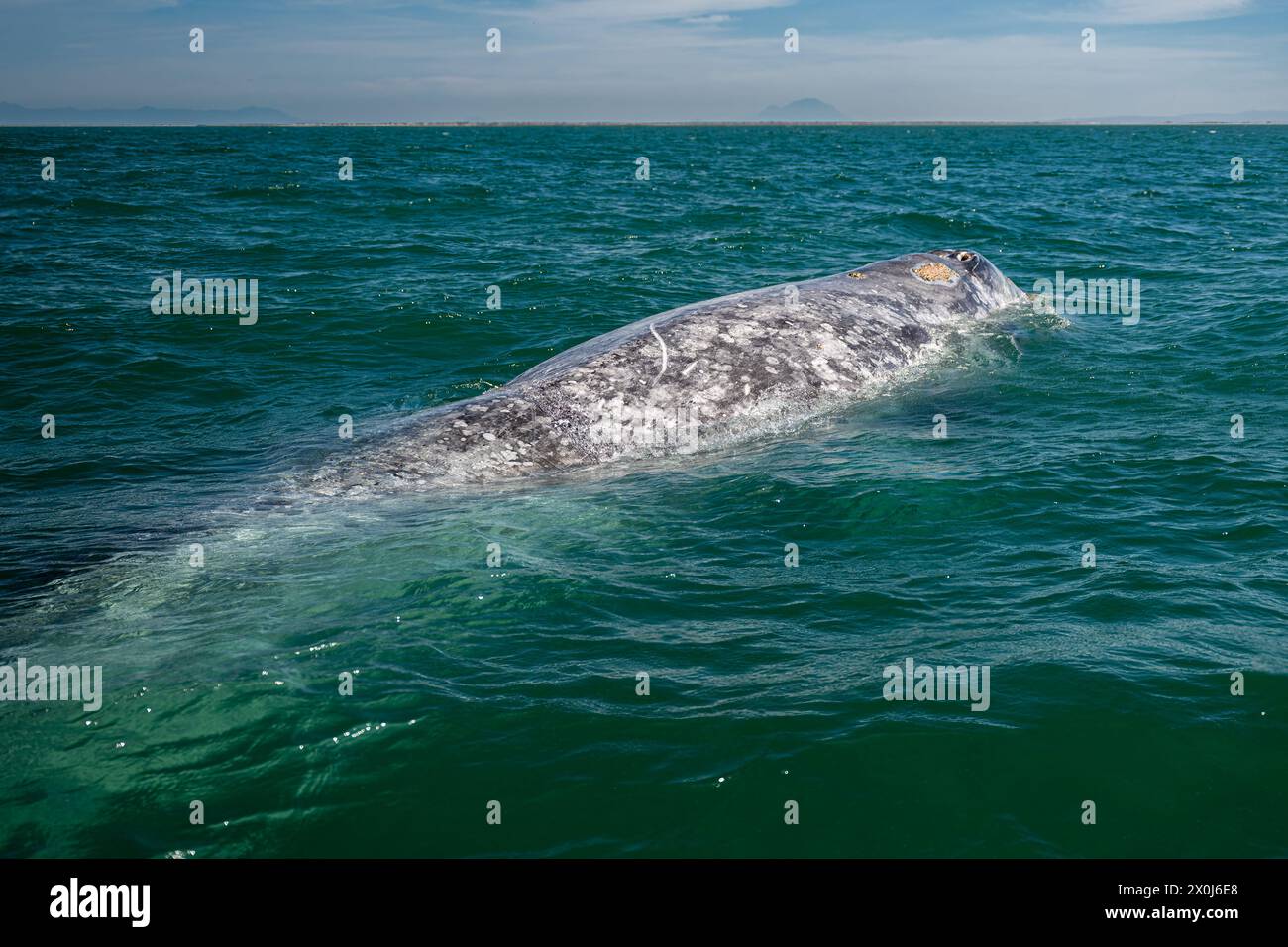 Balena grigia (Eschrichtius robustus) nella laguna di San Ignacio, bassa California Sur, Messico. Foto Stock