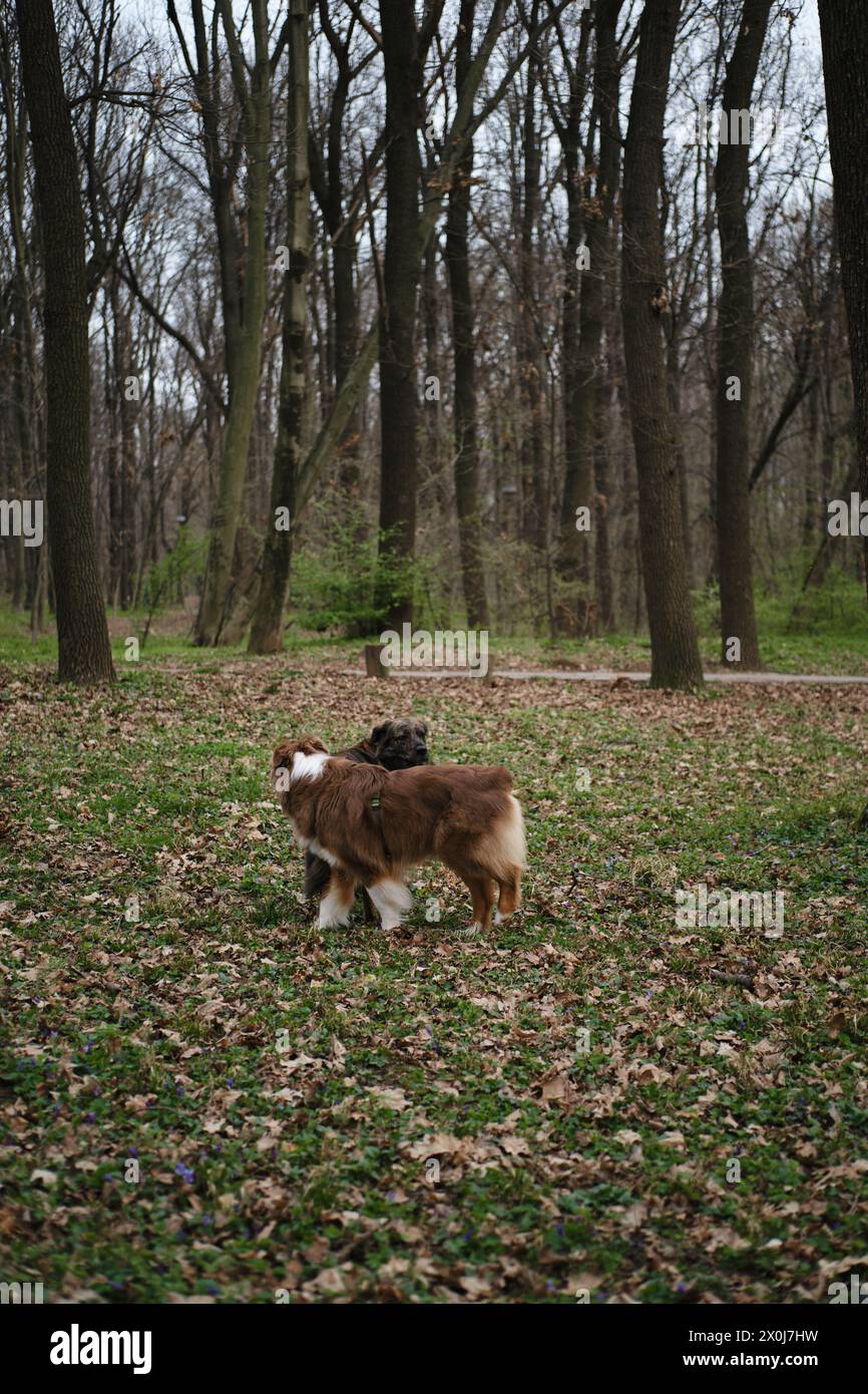 Due cani si sono incontrati nel parco e hanno annusato per conoscersi. Un pastore australiano marrone e una grande miscela grigia razza mongrel. Il concetto di Friendly p Foto Stock