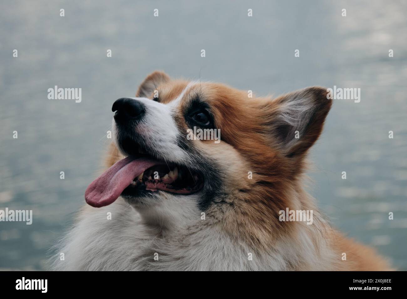 L'affascinante rosso e soffice corgi gallese Pembroke è come una volpe. Un cane di razza pura sull'argine pone vicino al fiume. Primo piano verticale Foto Stock