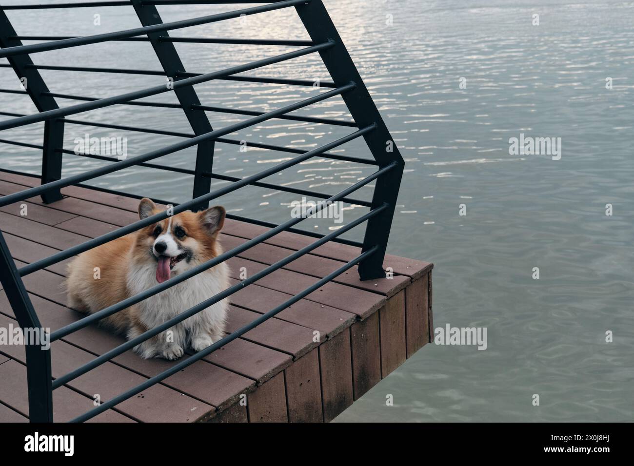 L'affascinante rosso e soffice corgi gallese Pembroke è come una volpe. Un cane felice di razza pura sull'argine posa vicino al fiume che giace sul ponte Foto Stock