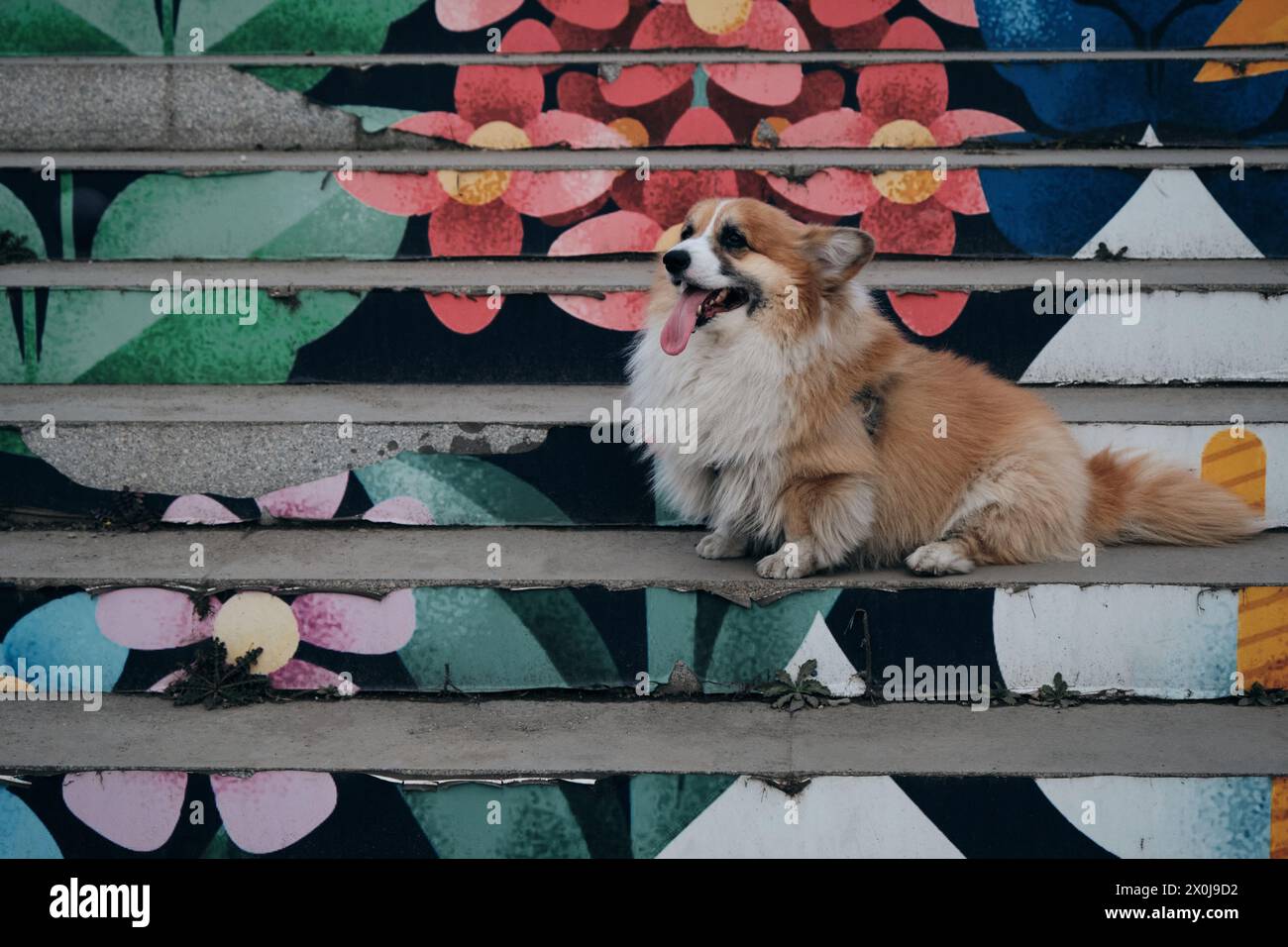L'affascinante rosso e soffice corgi gallese Pembroke è come una volpe. Un cane felice di razza pura posa su una scala colorata nel centro di Belgrado Foto Stock