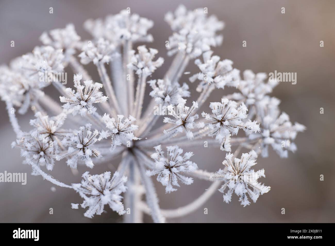 Ombelico di fiori ricoperto di hoarfrost, Germania Foto Stock