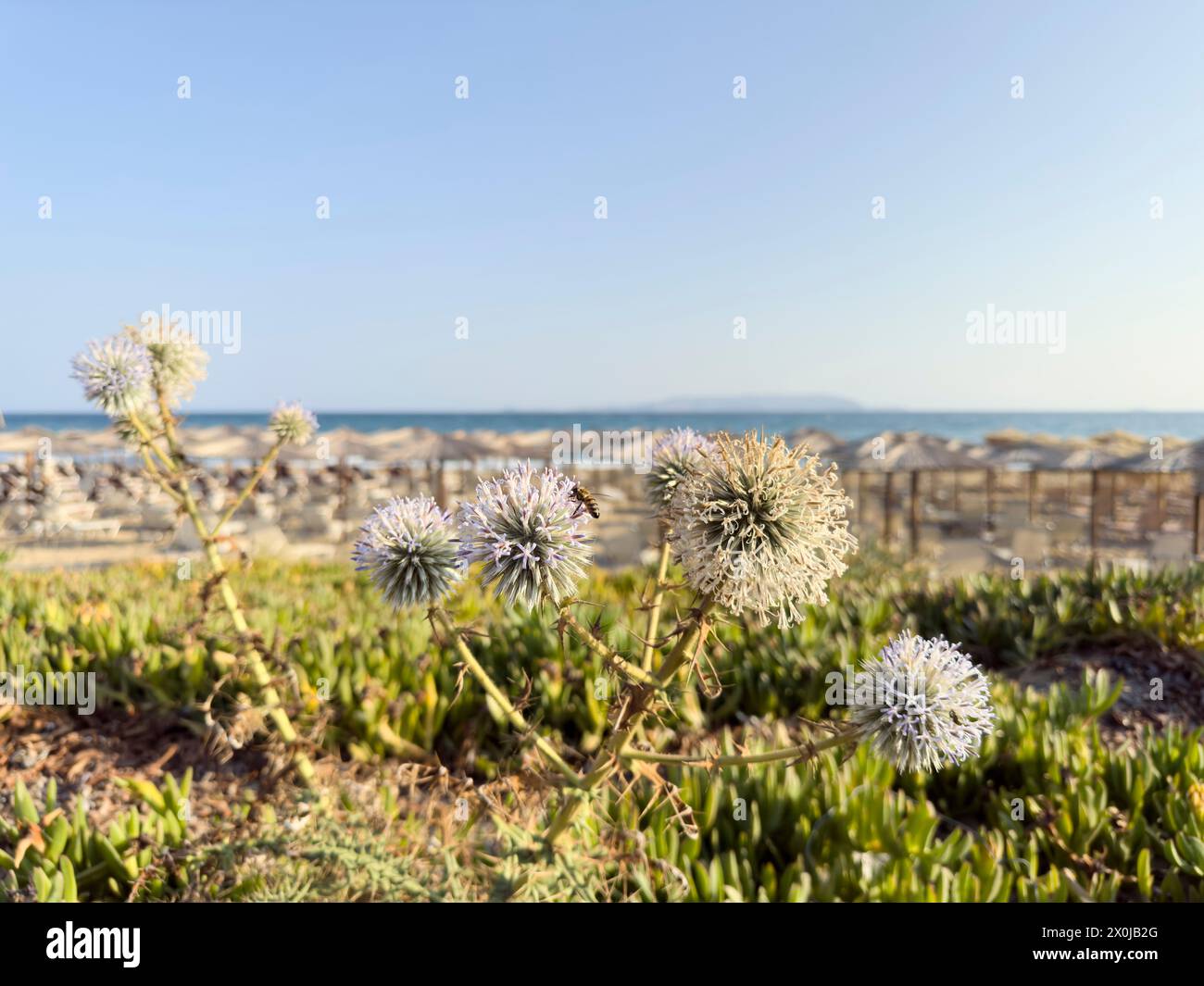 Un cardo globo 'Echinops ritro' sull'isola di Creta vicino a una spiaggia Foto Stock