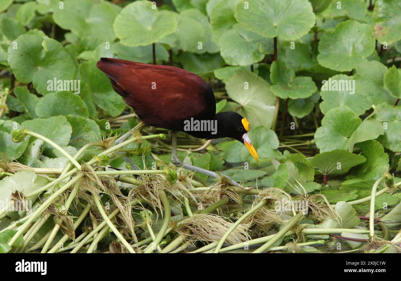 Jacana settentrionale, Jacana spinosa, Jacanidae, Charadriiformes. Tortuguero, costa Rica. Le jacana sono un gruppo di uccelli delle zone umide. Foto Stock