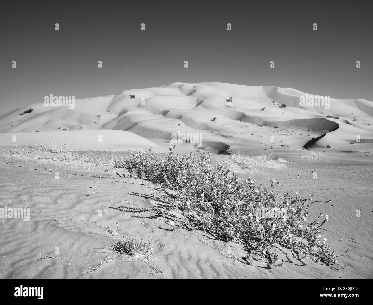 Oman, sulla strada tra le dune di Rub-al-Khali, Foto Stock