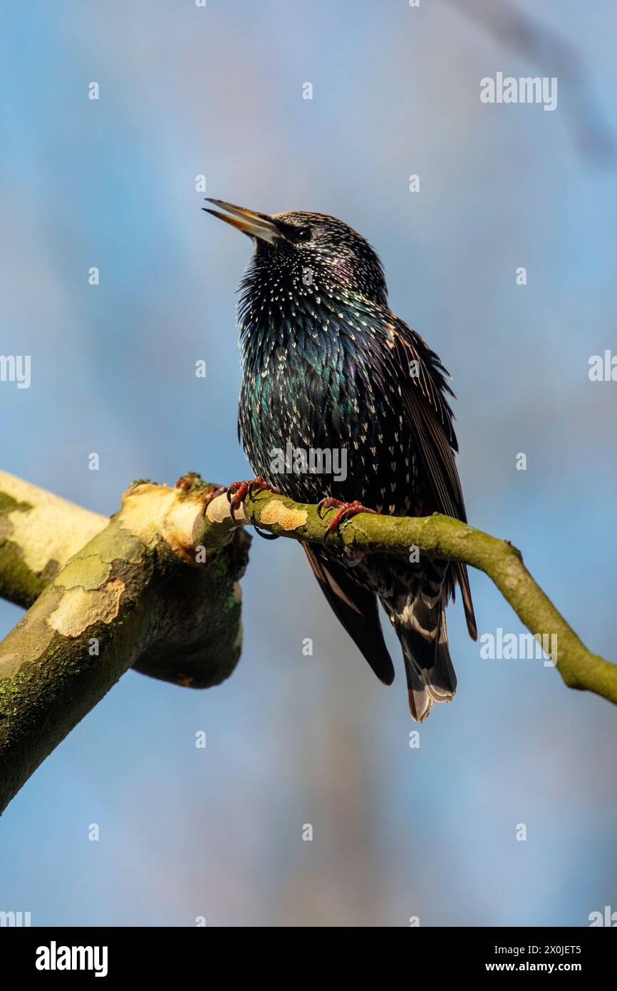 Gli starlings cantanti (Sturnus vulgaris) sono in un platano Foto Stock