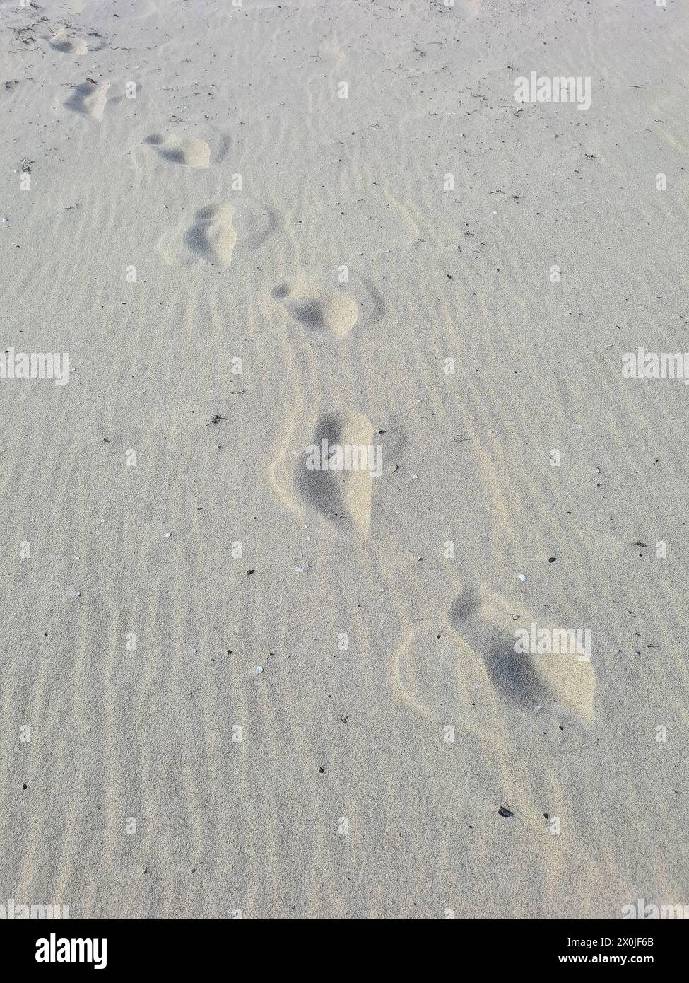 I tracciati sulla sabbia corrono diagonalmente attraverso il quadro, Ostseebad Prerow, Meclemburgo-Vorpommern, Germania Foto Stock