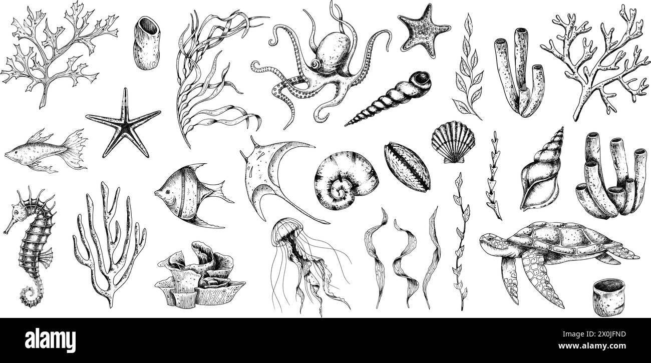 Vettore di animali marini con alghe marine, coralli e conchiglie. Disegno di vita subacquea con cavalluccio marino e tartaruga in stile artistico. Incisione di polpo e gelatina. Incisione grafica di manta ray. Illustrazione Vettoriale