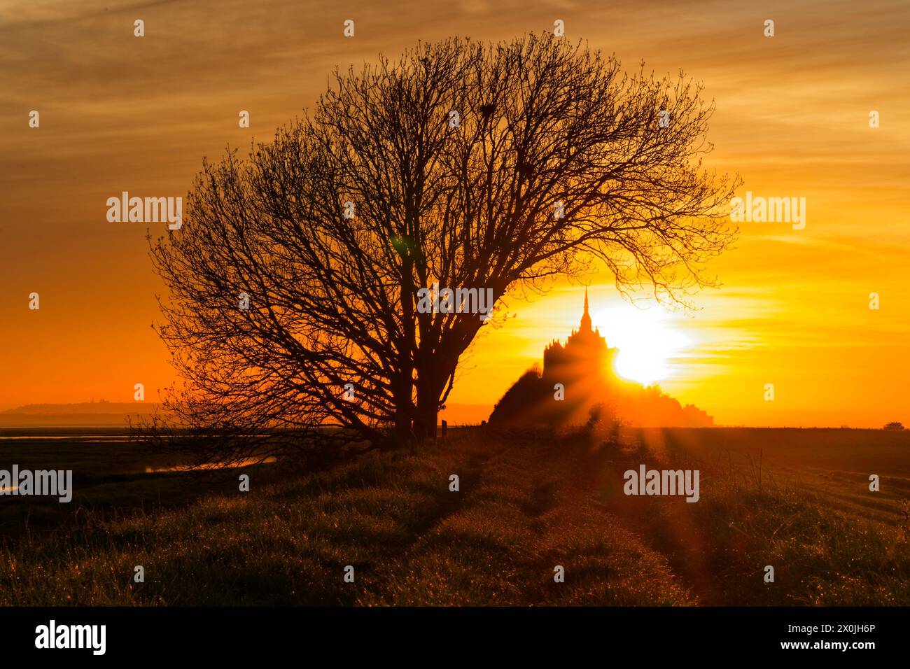 Francia. 12 aprile 2024. © PHOTOPQR/OUEST FRANCE/Jean-Michel Niester ; 12/04/2024 ; le soleil se lève dans l'alignement de « l'arbre penché », un arbre remarquable situé en baie du Mont-Saint-Michel. 12 aprile 2024 il sole sorge in linea con l'albero pendente, un albero notevole situato nella baia di Mont-Saint-Michel, Normandia, Francia Credit: MAXPPP/Alamy Live News Foto Stock