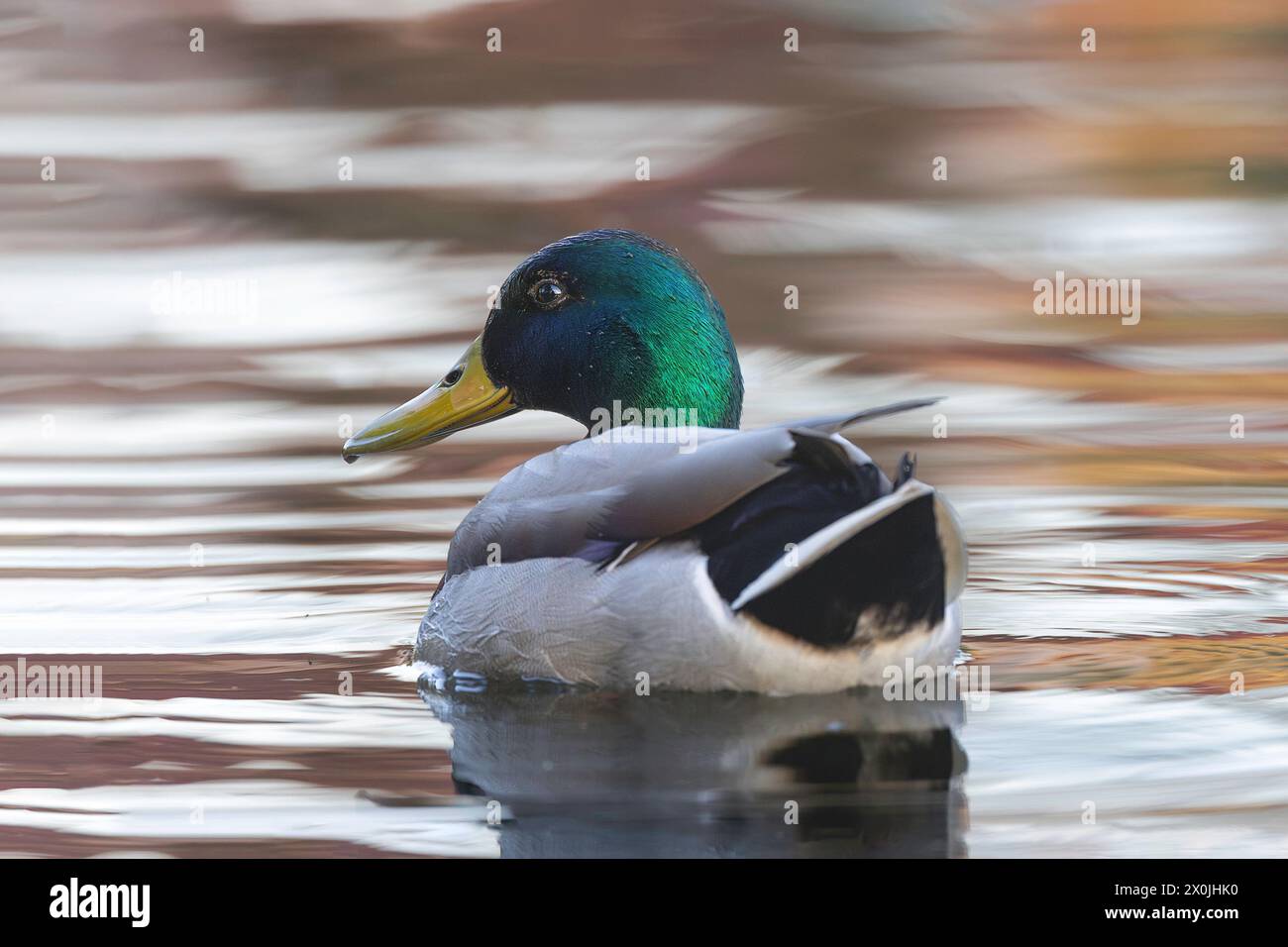 Ampio e colorato drake sulla superficie dell'acqua (Anas platyrhynchos) Foto Stock
