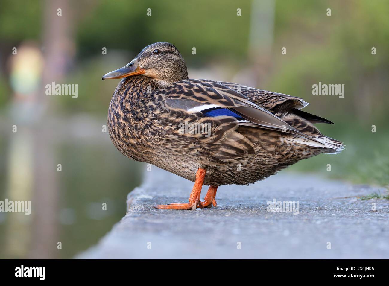 Colorata gallina di manto in piedi vicino allo stagno delle anatre in un parco urbano (Anas platyrhynchos) Foto Stock