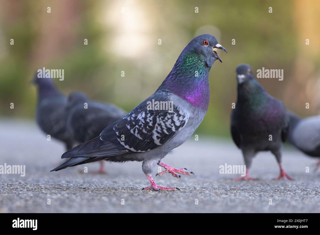 Piccione affamato che mangia cibo dai turisti nel parco (Columba livia) Foto Stock