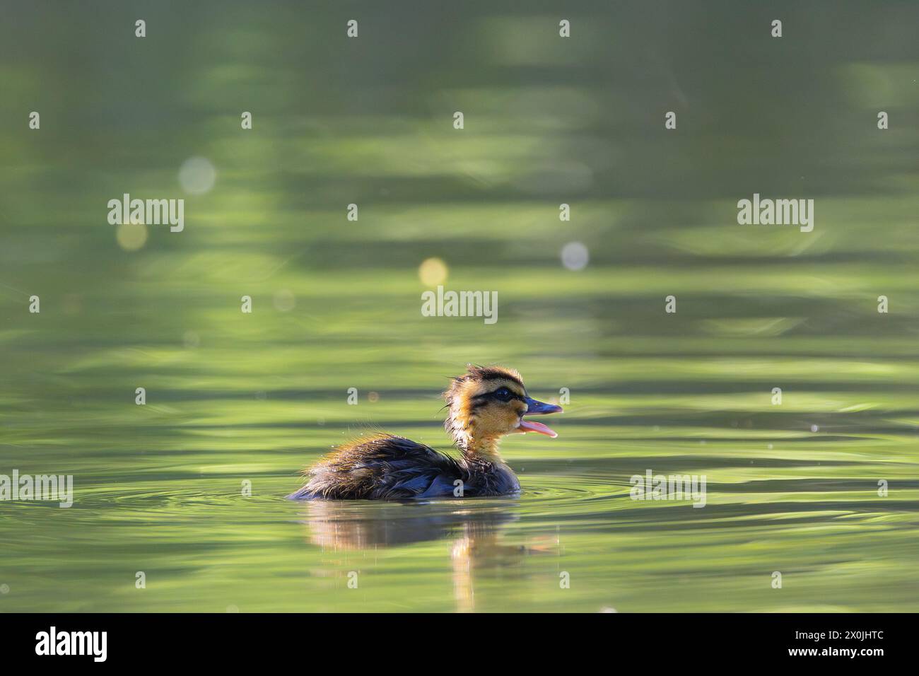 Piccolo anatroccolo selvatico che nuota sullo stagno (Anas platyrhynchos) Foto Stock