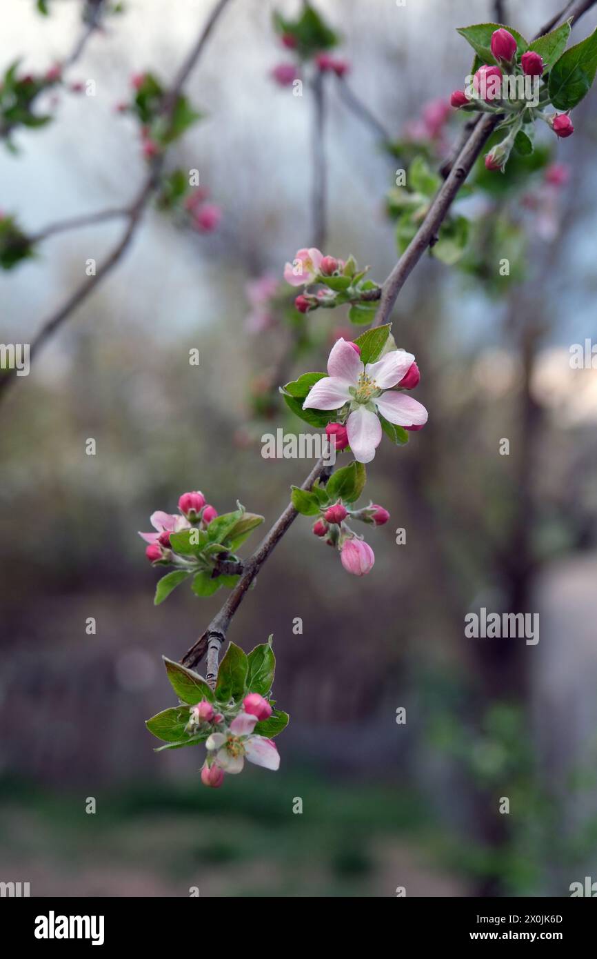 Fioritura di mele. Albero da frutto in primavera. Fiori di mela su un singolo ramo in immagine verticale. Foto Stock