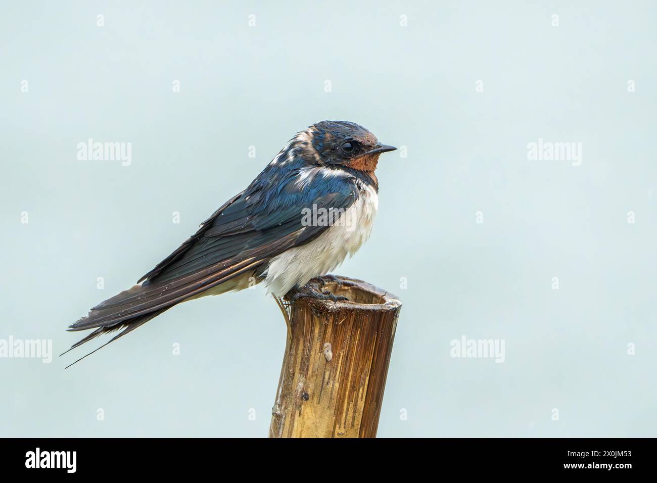 Rondine da fienile, Hirundo rustica, adulto singolo arroccato sul bastone sotto la pioggia, riserva mai po, Hong Kong Foto Stock