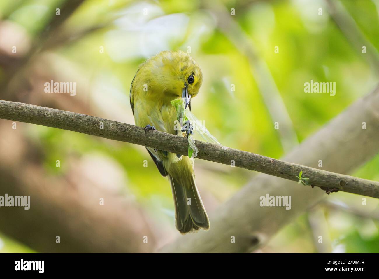 Iora comune, Egithina tiphia, femmina adulta singola appollaiata sul ramo, che mangia un insetto, Denpasar, Bali, Indonesia Foto Stock