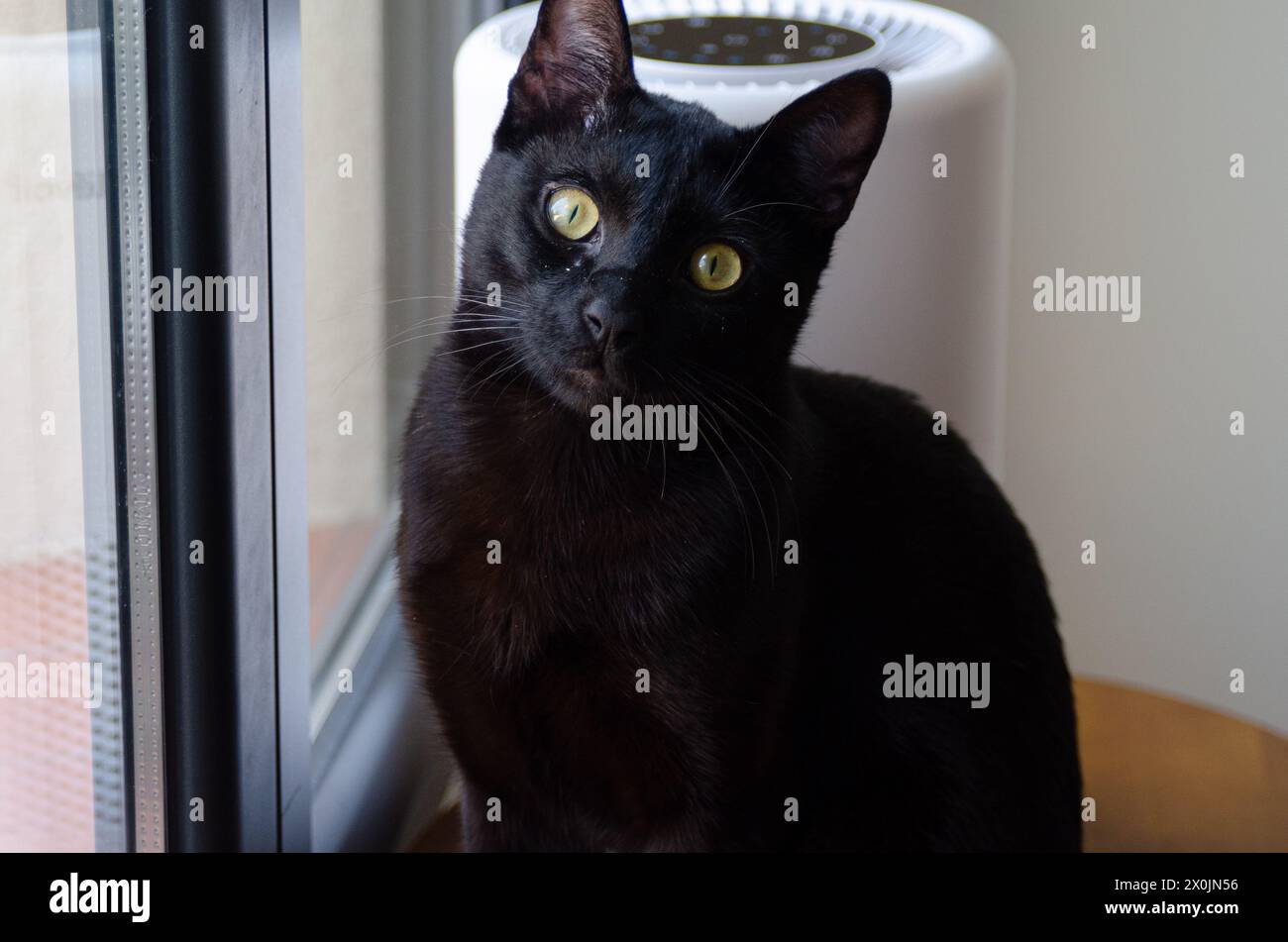 Gatto nero accanto al purificatore d'aria a casa Foto Stock