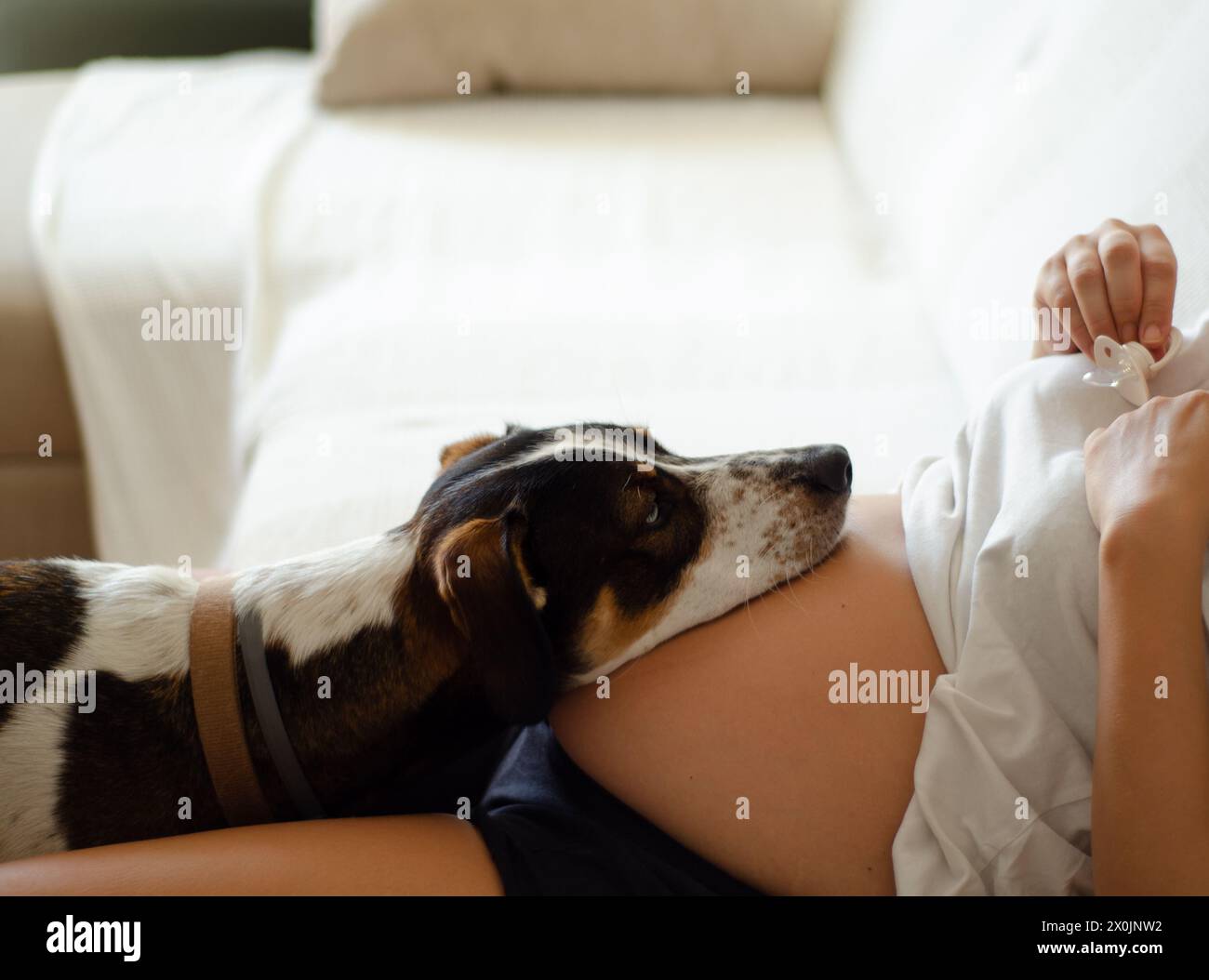 Cane che riposa sulla pancia di una donna incinta sdraiata sul divano di casa Foto Stock
