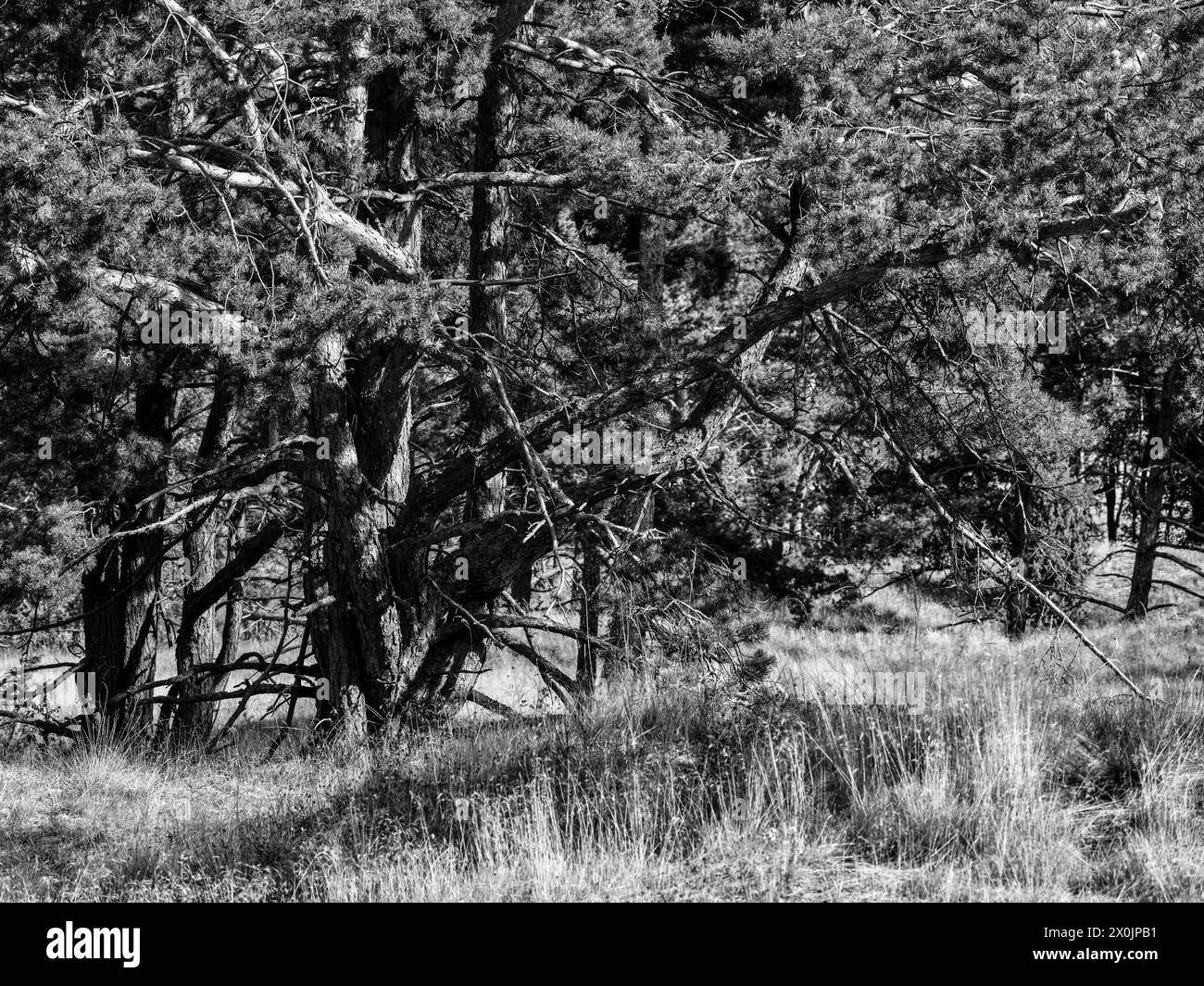 Negyvosios kopos, sulla grande duna vicino a Juodkrante sulla sputa Curoniana, Lituania Foto Stock