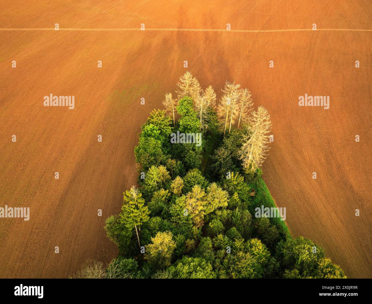 Giro in mongolfiera sul Parco Nazionale della Svizzera sassone dopo l'alba Foto Stock