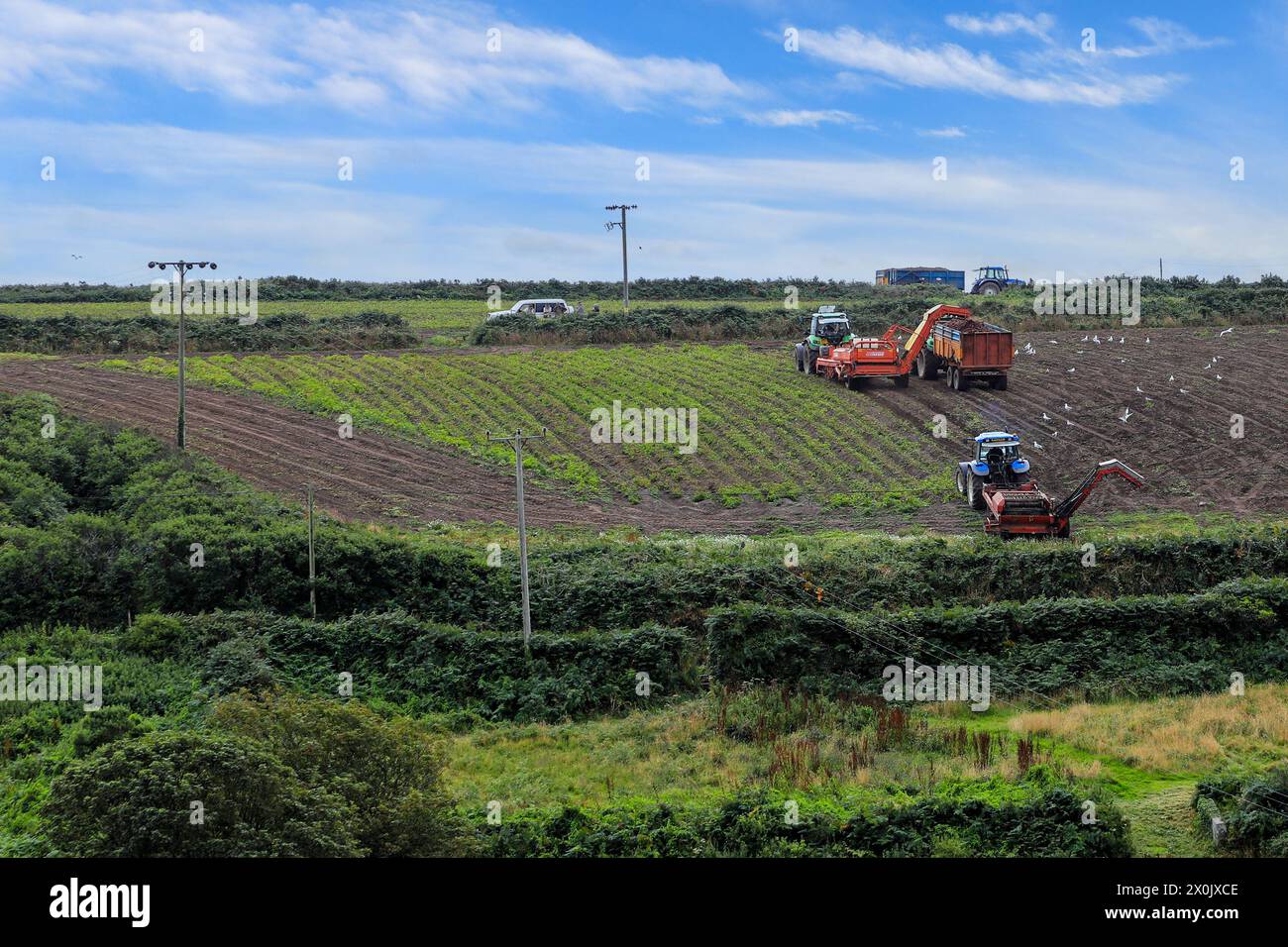 Trattori e macchine automatizzate per la raccolta delle patate in un campo a St Just, Cornovaglia, Inghilterra, Regno Unito Foto Stock