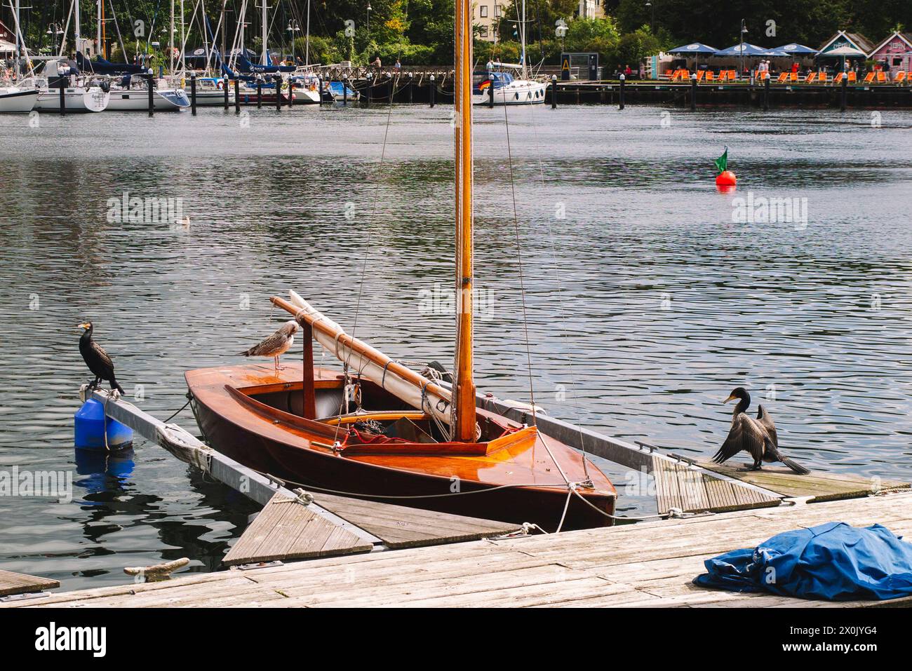 Passeggia lungo il porto di Flensburg con i giovani gabbiani (petrelé) e i cormorani sulle barche Foto Stock