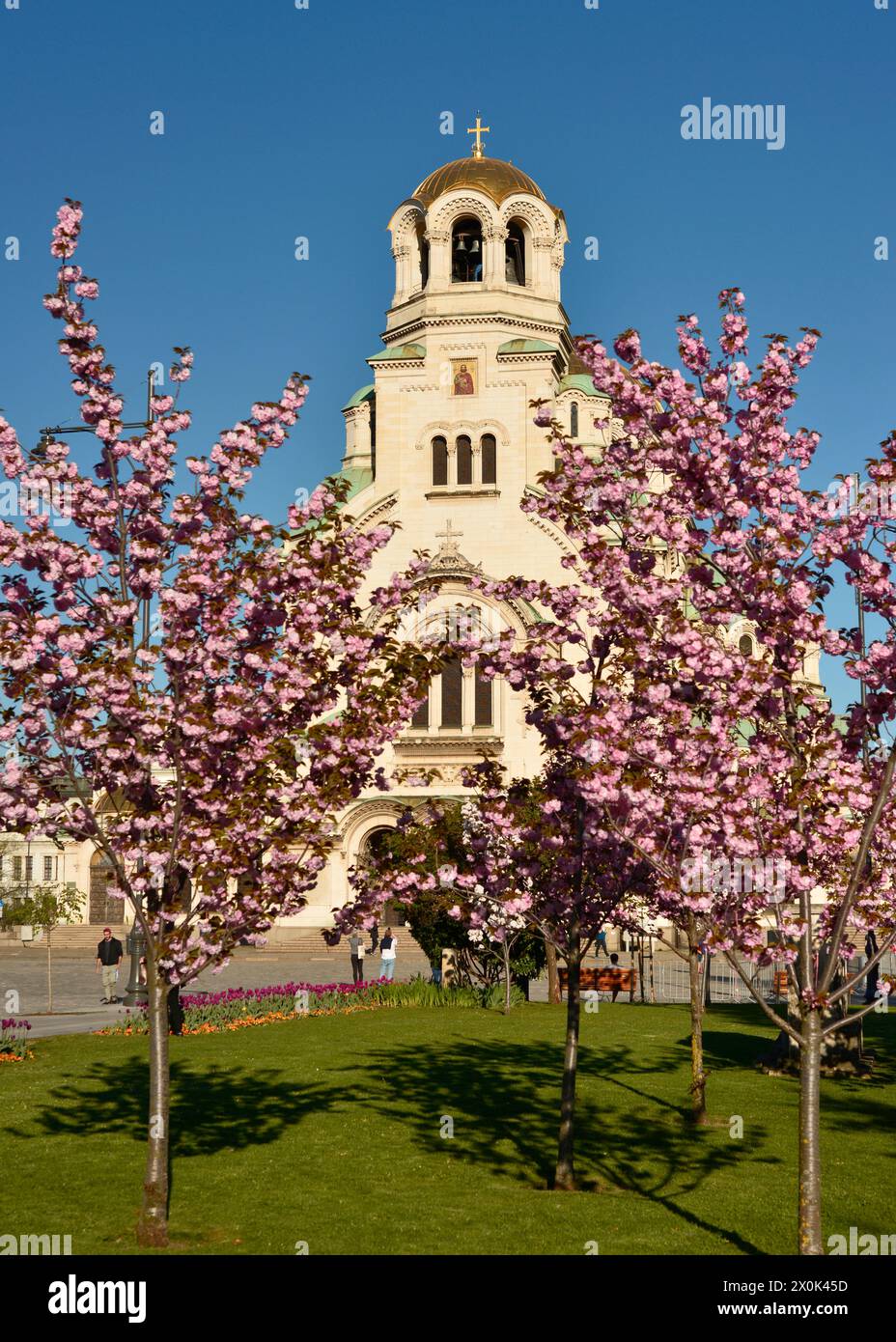 St Cattedrale ortodossa Alexander Nevsky vista attraverso gli alberi di ciliegio sakura in fiore a Sofia in Bulgaria. Europa orientale, Balcani, UE Foto Stock