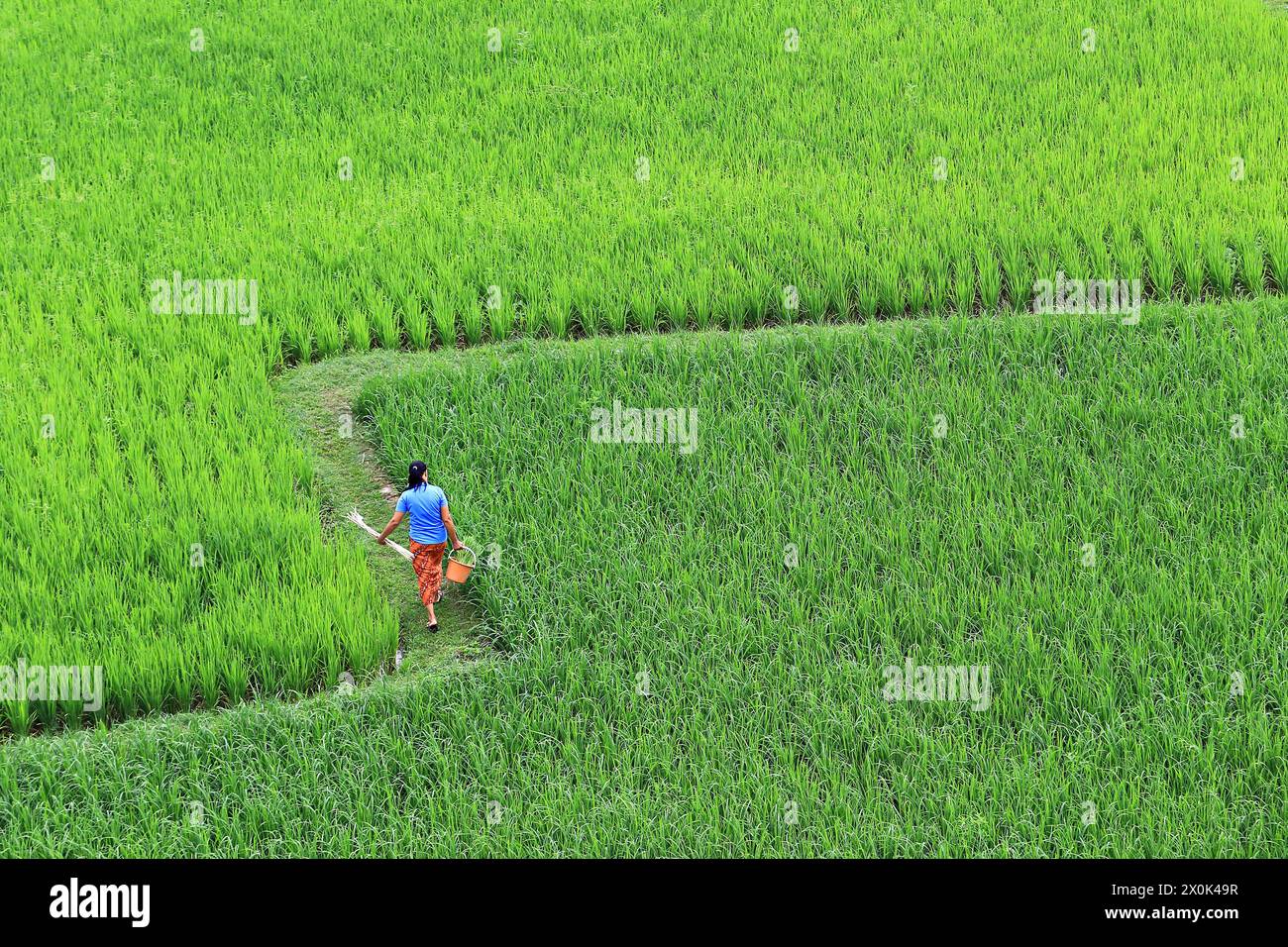 Un agricoltore cammina attraverso i campi dopo il completamento dei lavori, distretto di Pua, provincia di Nan, Thailandia Foto Stock