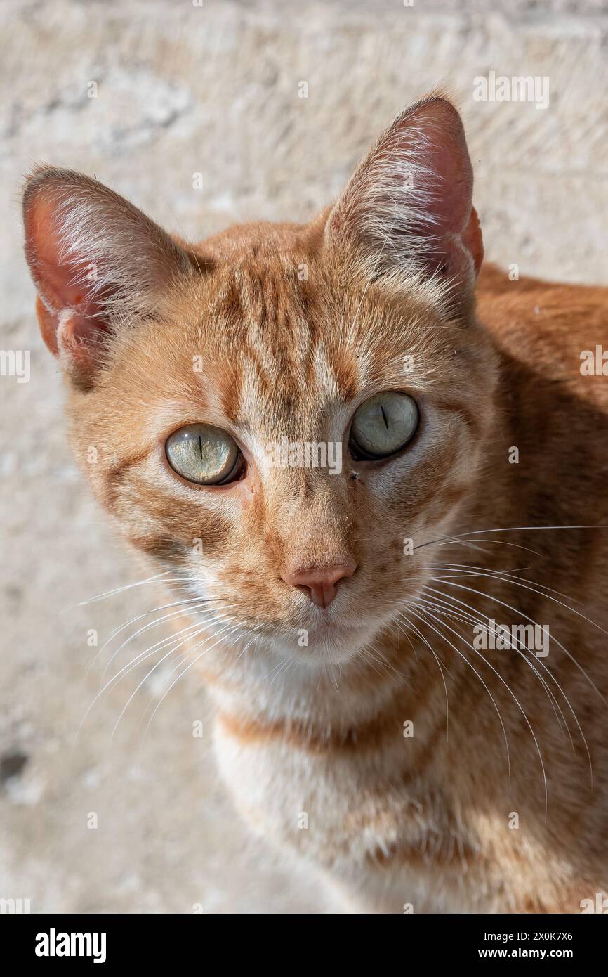 Nancy, Francia - Ritratto di un gatto randagio di zenzero in una strada a Nancy. Foto Stock