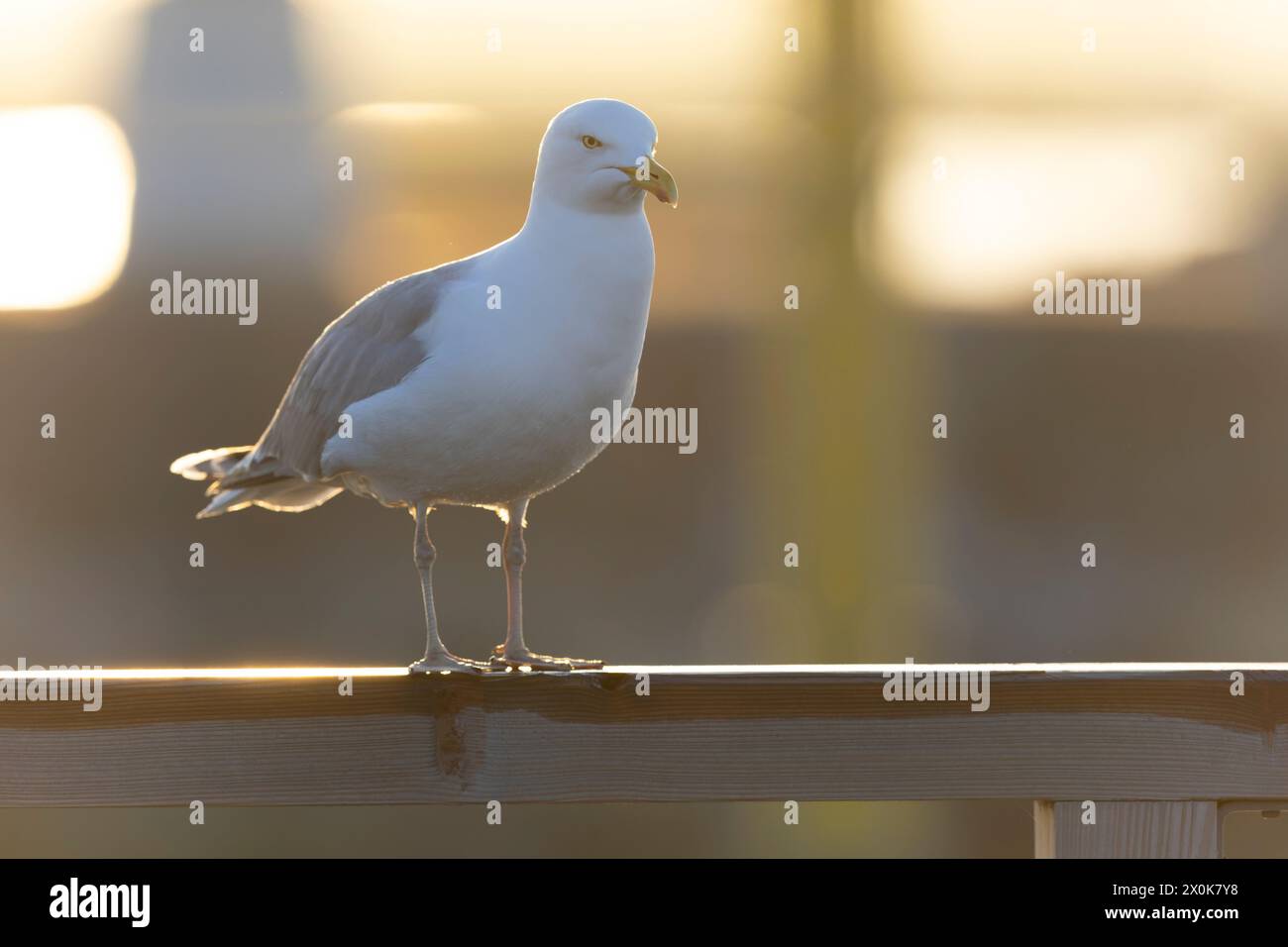 Gabbiano di aringa europeo per adulti (Larus argentatus) arroccato retroilluminato. Foto Stock