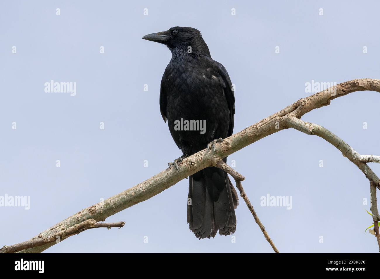 Nancy, Francia - 6 aprile 2024 : Focus su un corvo nero di Carrion seduto su un ramo di un albero. Foto Stock