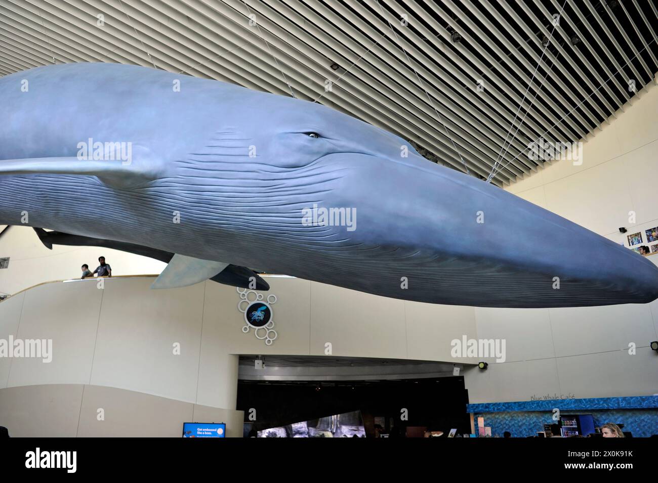 Replica di balene giganti sospese dal soffitto dell'Aquarium of the Pacific, Long Beach, California, USA Foto Stock