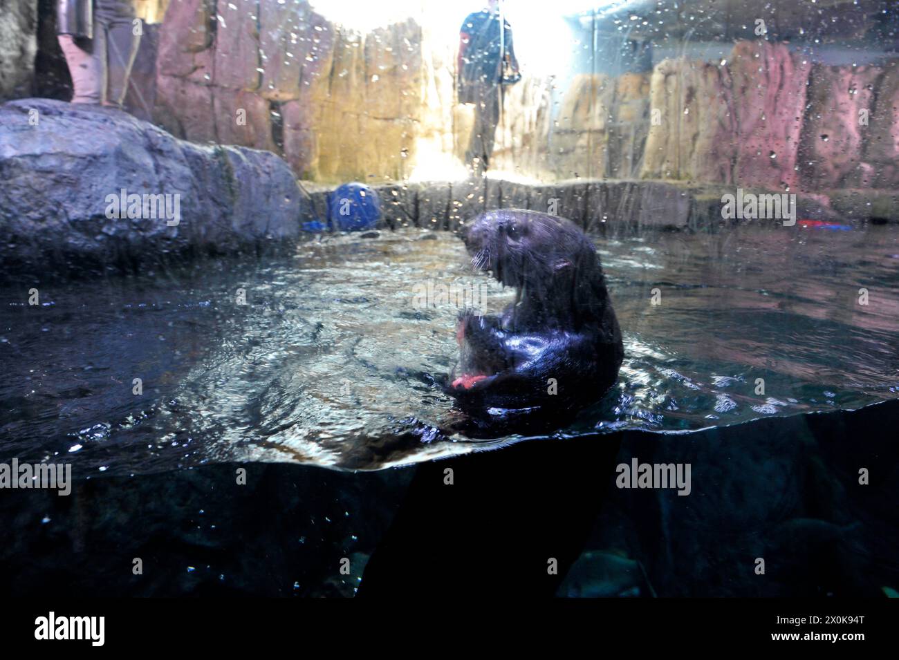 Programma di salvataggio delle lontre marine presso l'Aquarium of the Pacific, Long Beach, California, USA Foto Stock