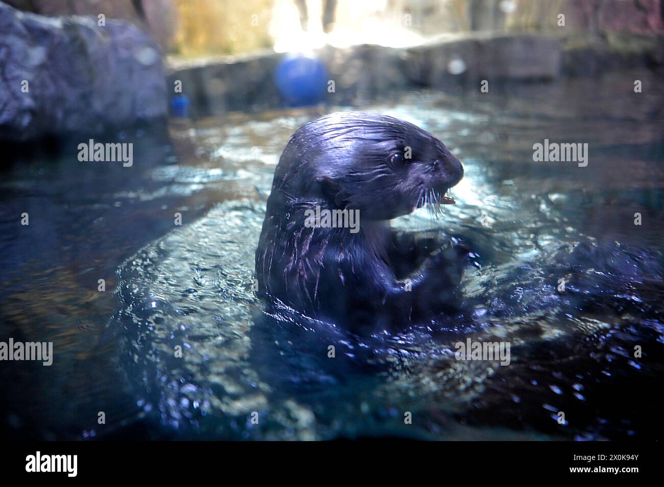 Programma di salvataggio delle lontre marine presso l'Aquarium of the Pacific, Long Beach, California, USA Foto Stock