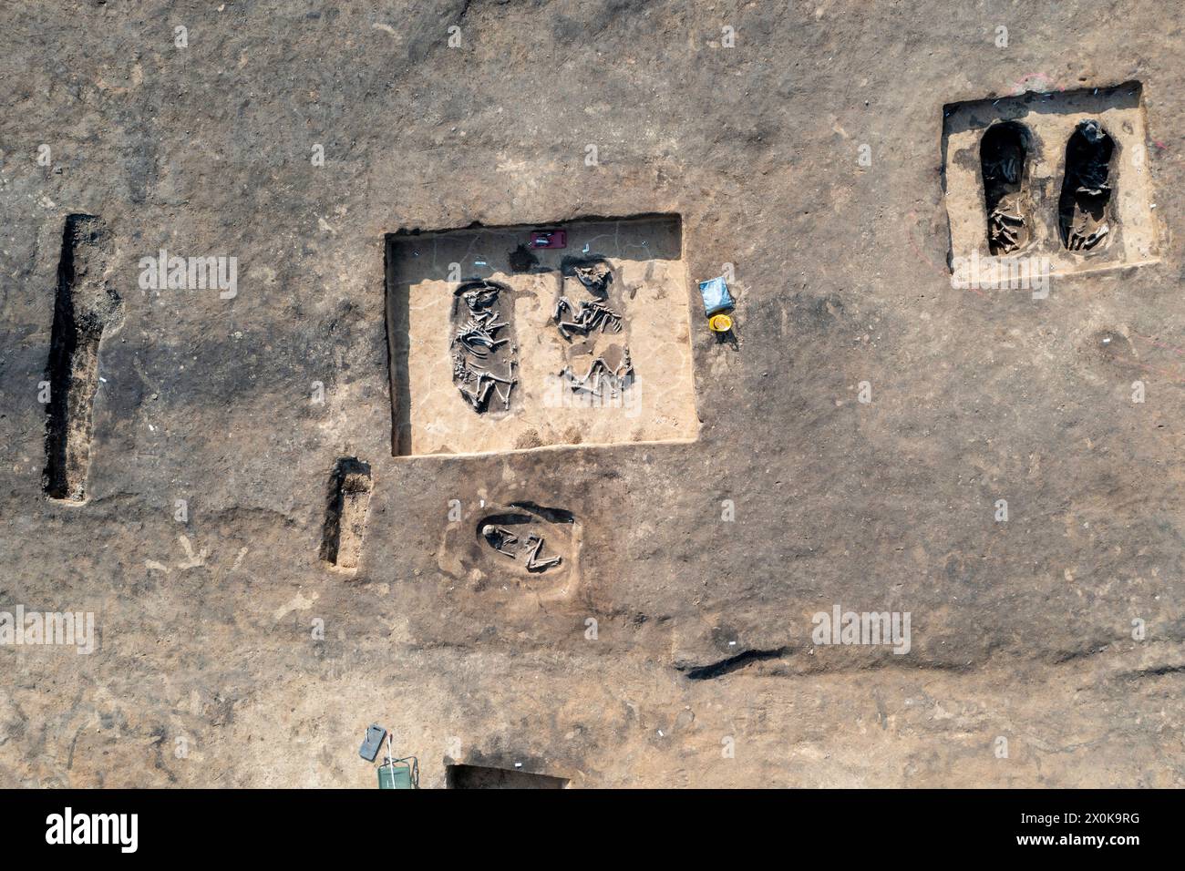 Ossa di bestiame di 5000 anni e scheletro umano, sito archeologico di scavo, Magdeburgo, Sassonia-Anhalt, Germania Foto Stock