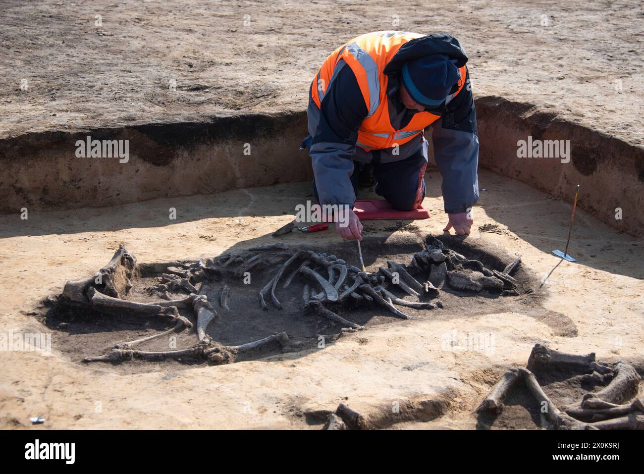 Ossa di bovini di 5000 anni, archeologo, sito di scavo, Magdeburgo, Sassonia-Anhalt, Germania Foto Stock
