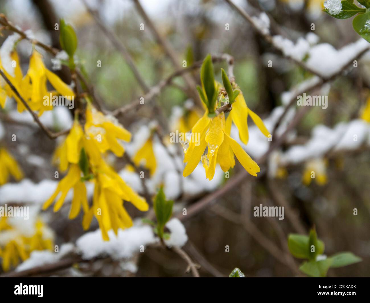 Inizio primavera, primavera, neve, tempo di aprile, forsythia, fioritura Foto Stock