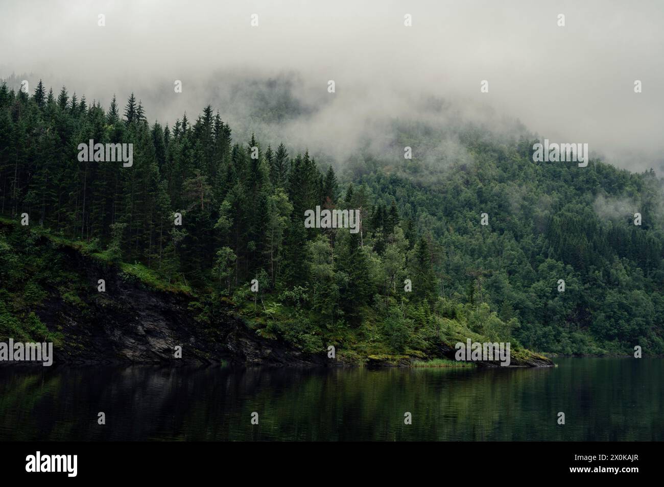 foresta oscura Foto Stock