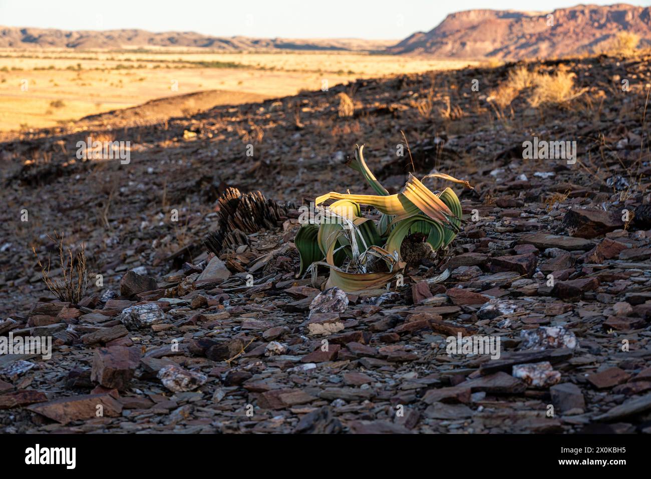 Welwitschia Mirabilis, pianta desertica a Twyfelfontein, Damaraland, Namibia Foto Stock