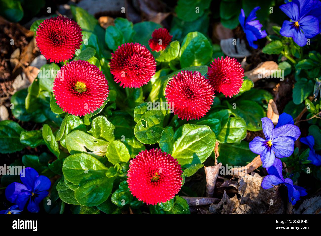 Fioritura primaverile decorativa nei giardini termali di Bad Dürkheim, ibridi a margherita in pansie rosse e viola Foto Stock