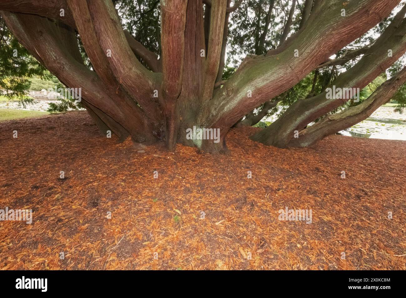 Inghilterra, East Sussex, Sheffield Park and Gardens, Tree Branches Foto Stock