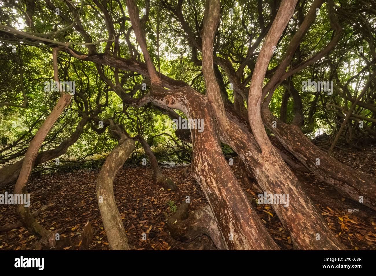 Inghilterra, East Sussex, Sheffield Park and Gardens, Tree Branches Foto Stock