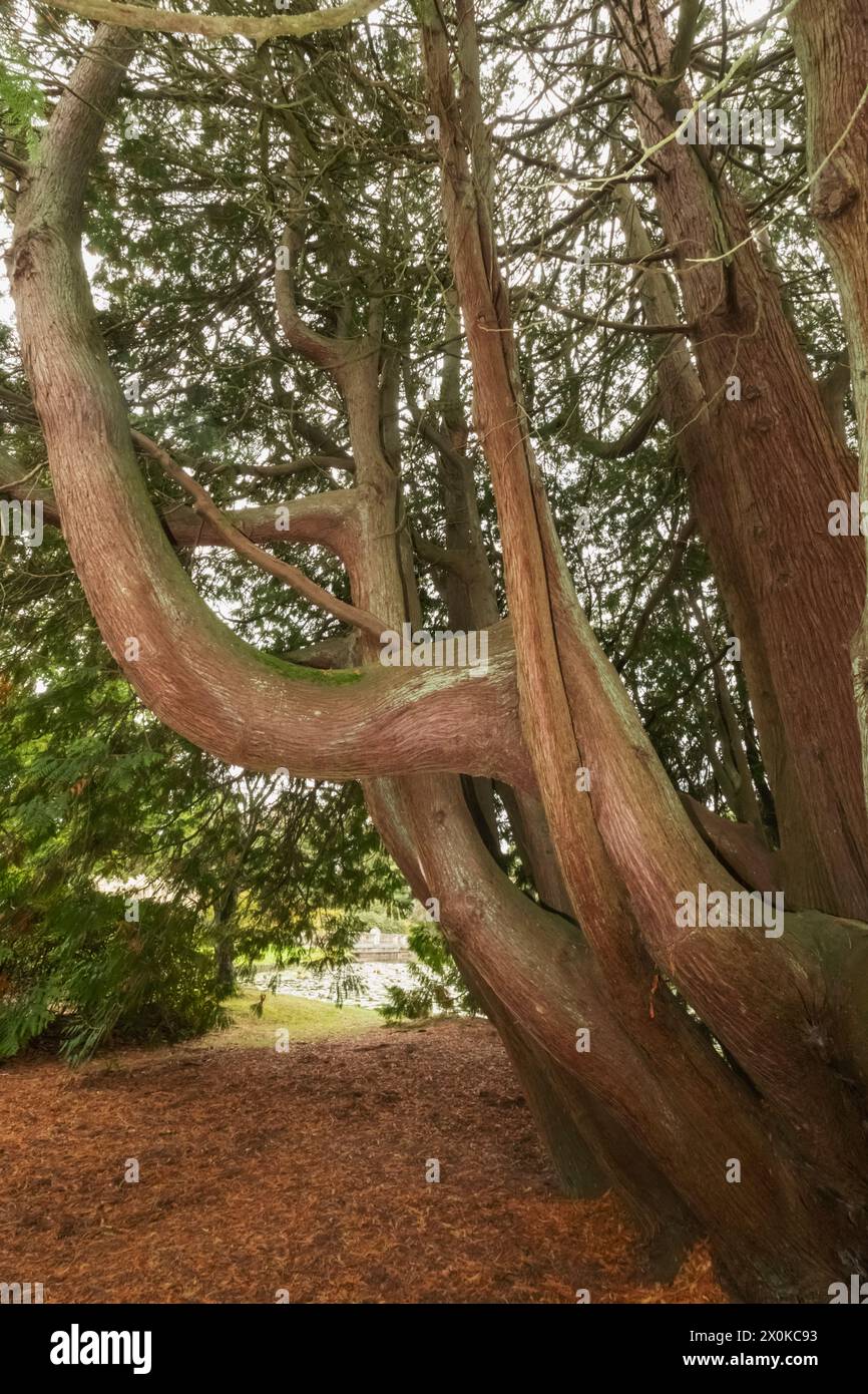 Inghilterra, East Sussex, Sheffield Park and Gardens, Tree Branches Foto Stock