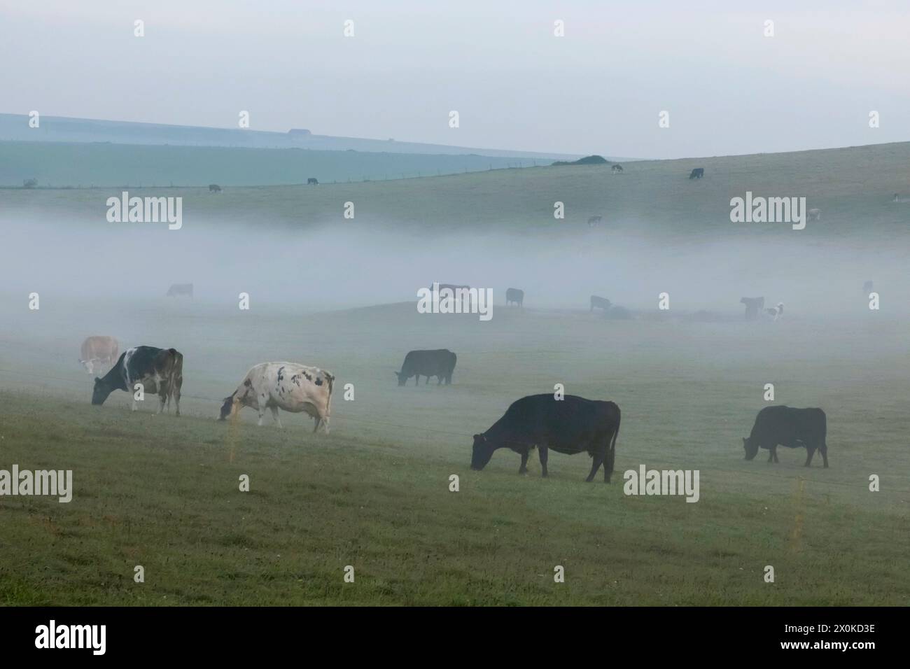 Inghilterra, East Sussex, Eastbourne, South Downs National Park, campo con mucche nella Morning Mist Foto Stock
