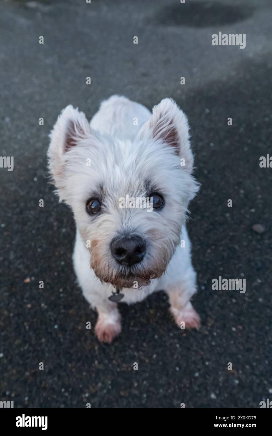 Inghilterra, West Sussex, Littlehampton, Small Dog Foto Stock