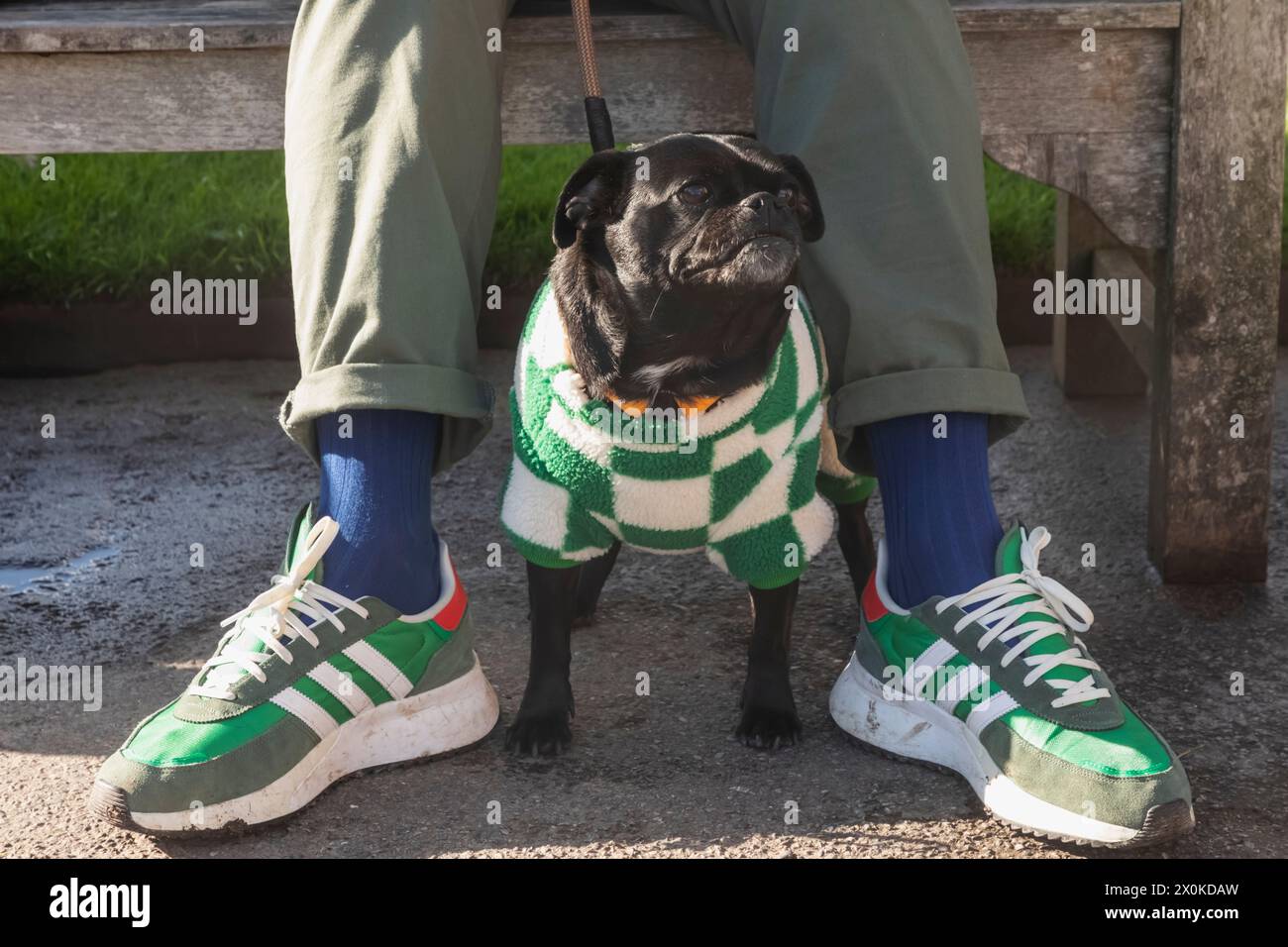 Inghilterra, Pug Dog con maglione Foto Stock