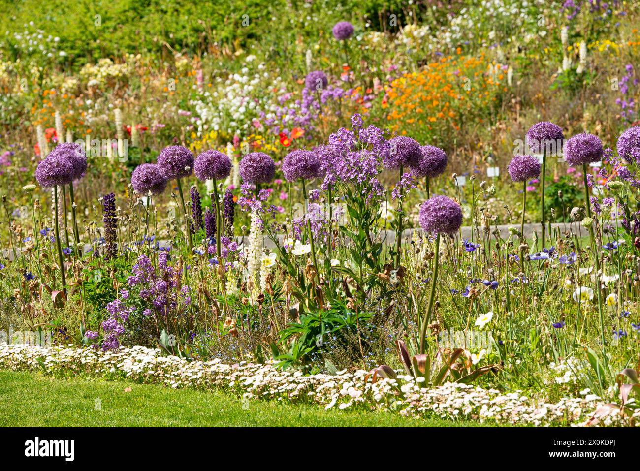 Primavera, Fiori, Allium giganteum, allium gigante Foto Stock