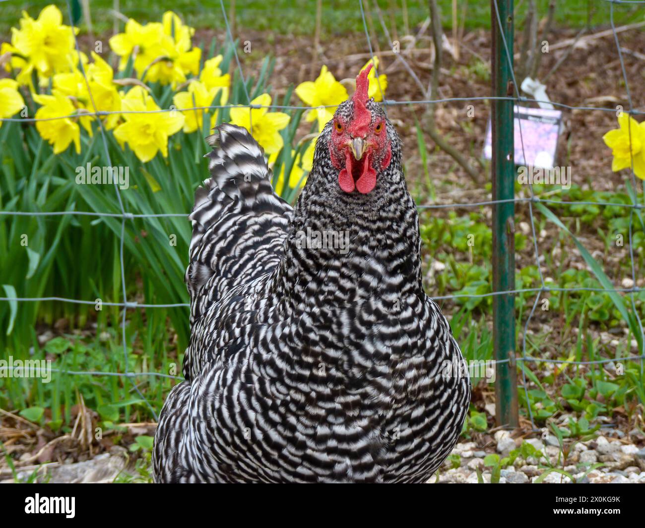 Una roccia di Plymouth o un pollo di roccia grigliato che ti guarda davanti al giardino con fiori di narcisi in fiore, Maine, Stati Uniti Foto Stock