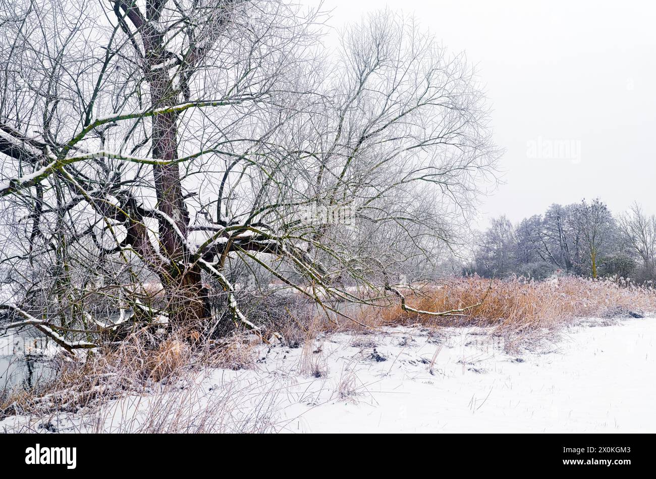 Europa, Germania, Assia, Assia centrale, Parco naturale Lahn-Dill-Bergland, Lahnau, atmosfera invernale nella riserva naturale di Lahnaue tra Heuchelheim e Waldgirmes, Bruchweide Foto Stock